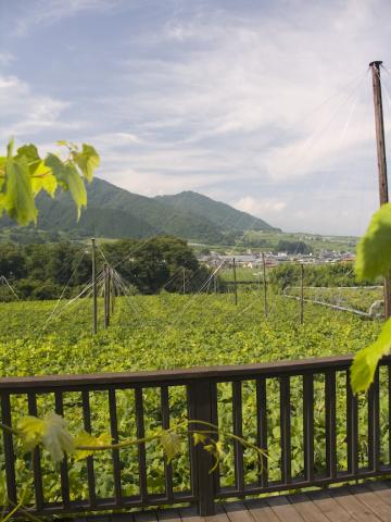 Katsunuma vineyards